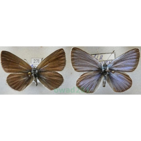 Glaucopsyche alexis (Poda, 1761) pair Modraszek aleksis Bulgaria27l